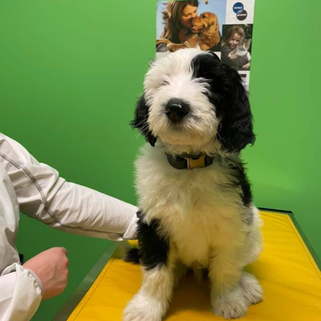 Diagnostic banner black and white puppy sitting