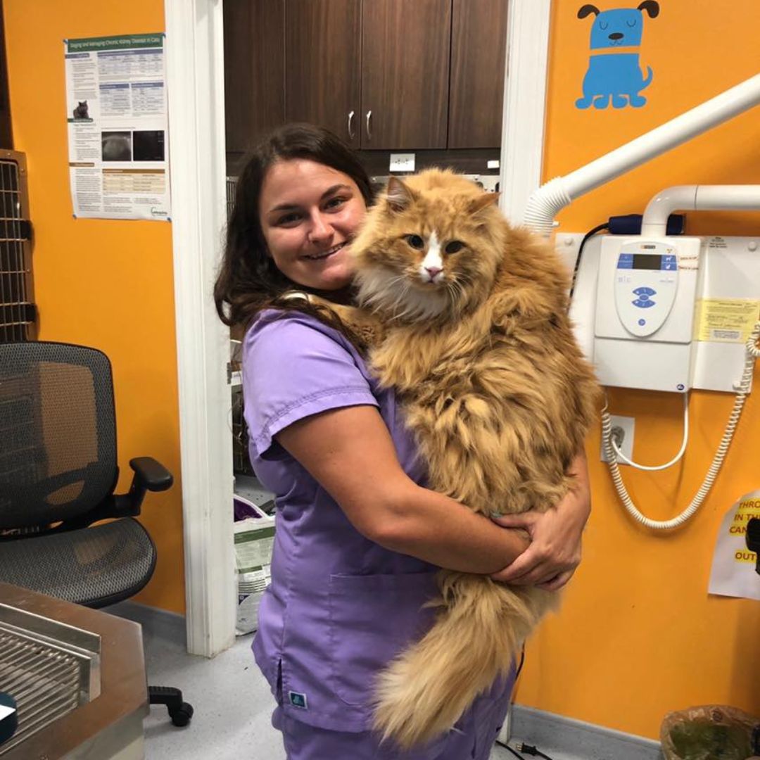 Ultrasound banner vet holding a cat
