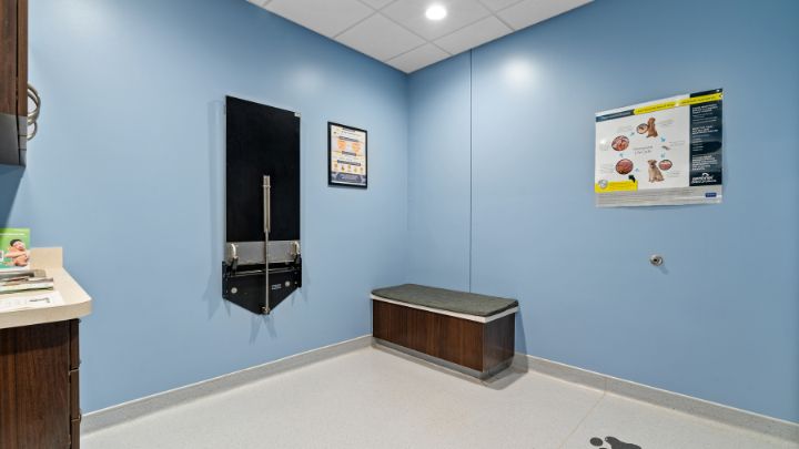 Interior of a small room with blue walls