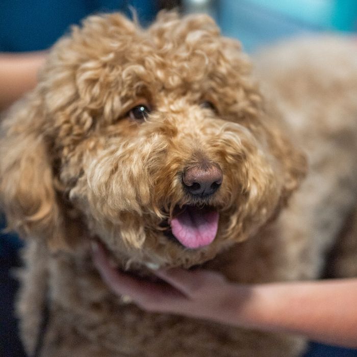 cute pet A brown dog with its tongue out enjoys being petted by a person