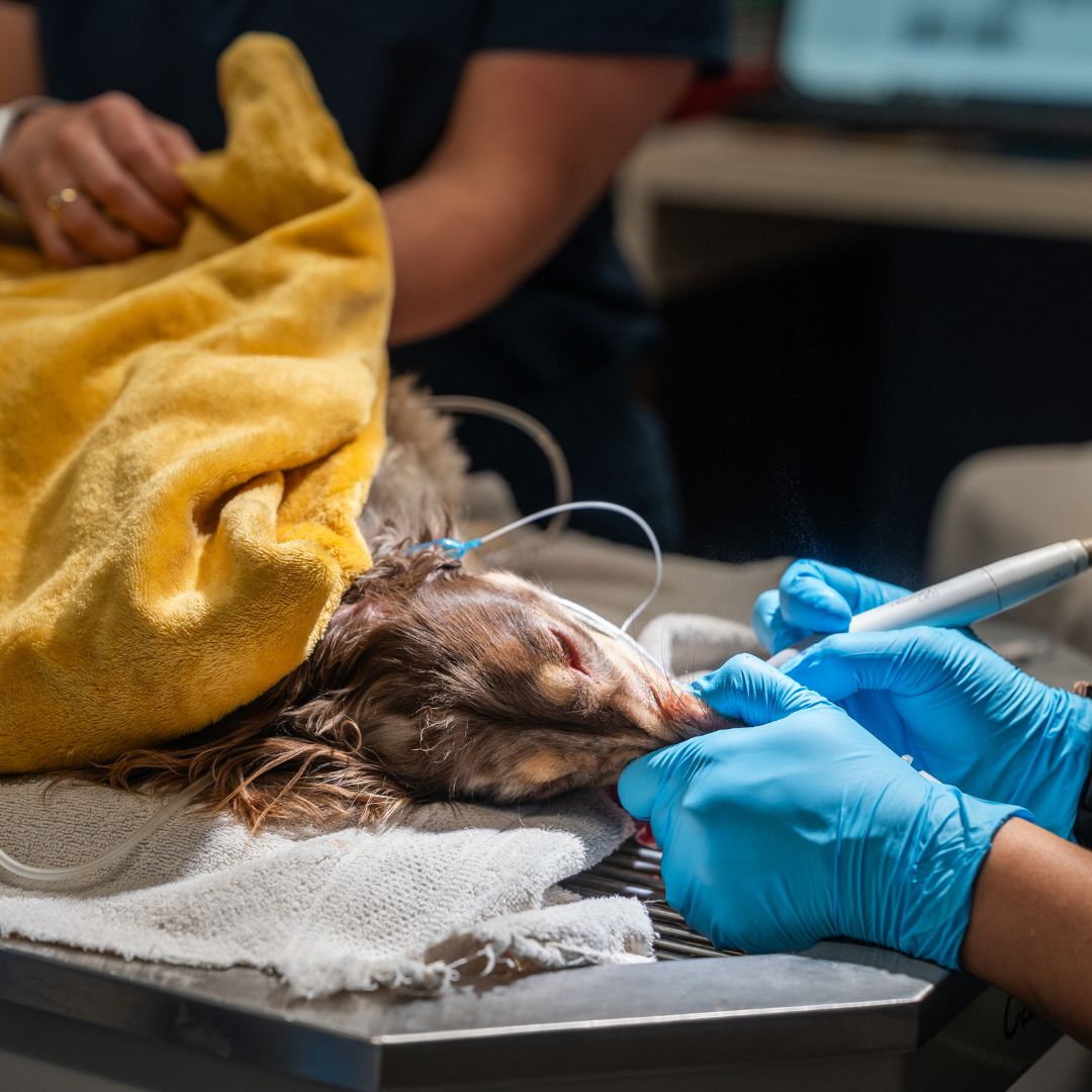 A veterinarian examines a dog on an examination table