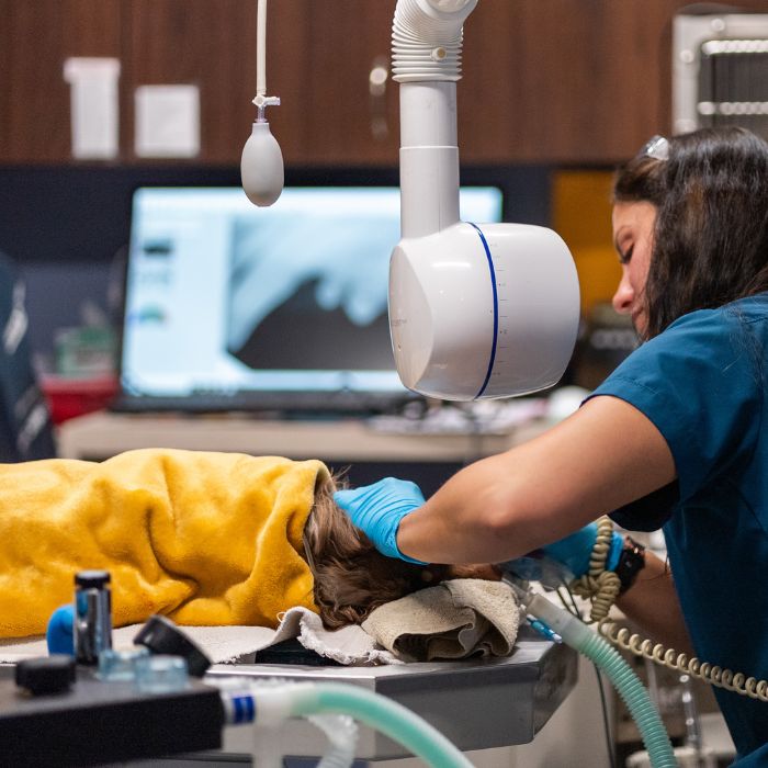 Two women in scrubs hold a dog in a brightly lit room