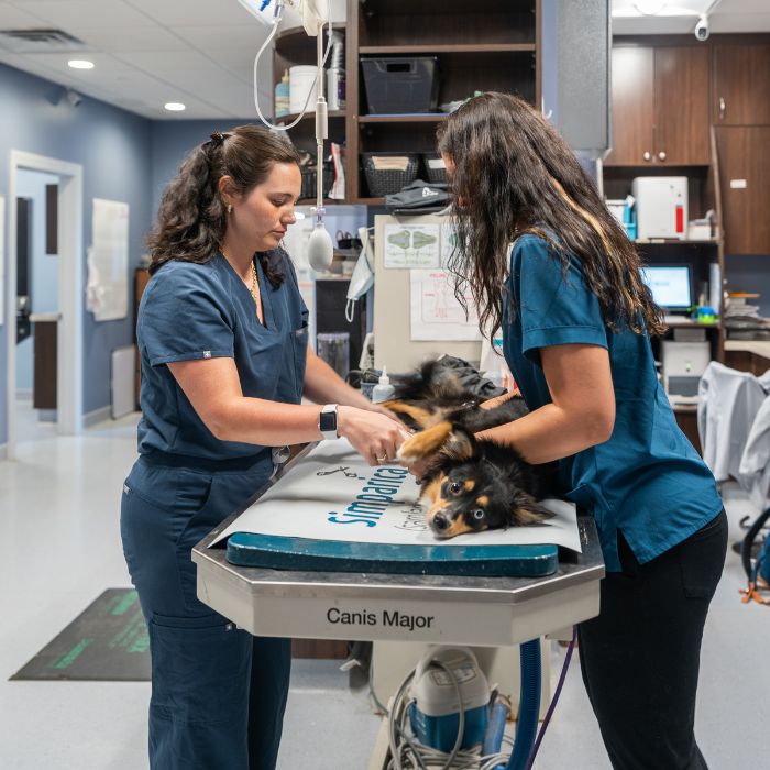 emergency img Two women in scrubs examine a dog in a hospital setting