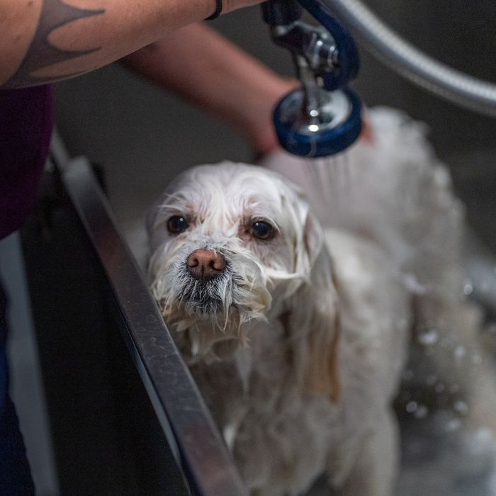 grooming img A white dog being gently washed in a sink