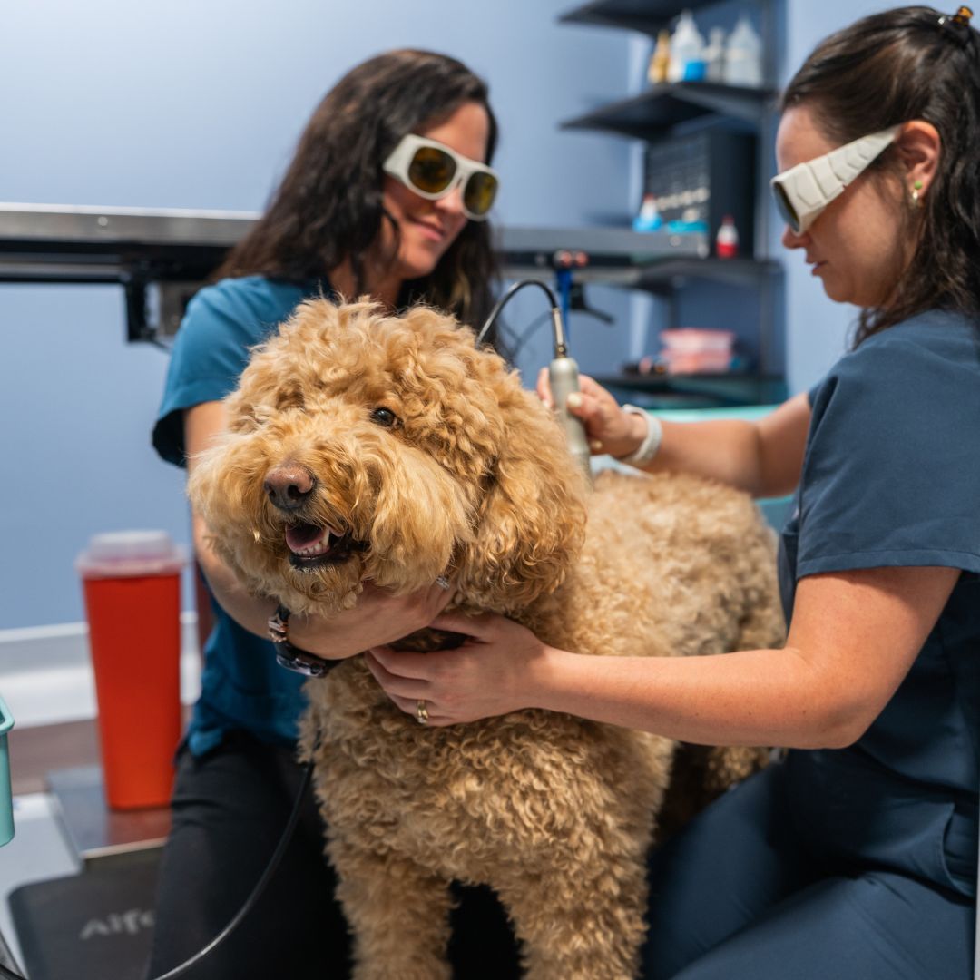 dog laser therapy
