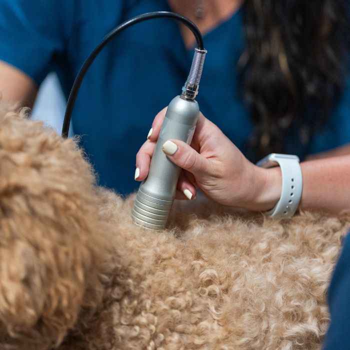 laser A person uses an electric grooming device on a dog