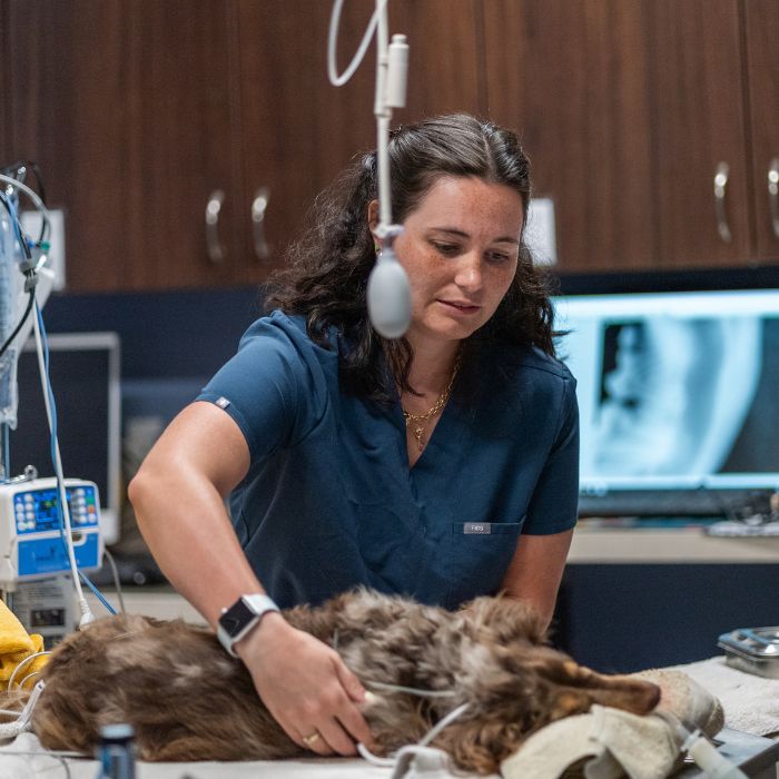 A woman in a blue uniform examines a dog