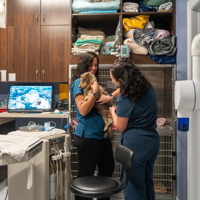 vaccination checkup Two women in scrubs hold a dog in a brightly lit room