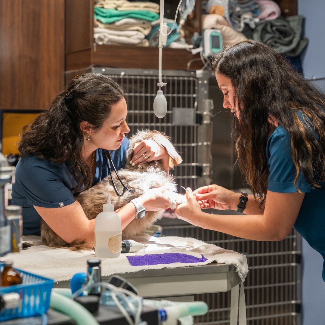 Two women in scrubs attentively examining a dog